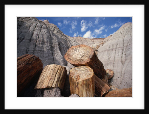 Petrified Logs by Anonymous
