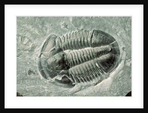 Trilobite Fossil by Anonymous