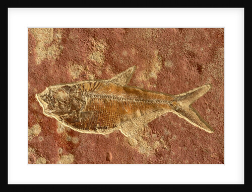 Fish Fossil by Anonymous