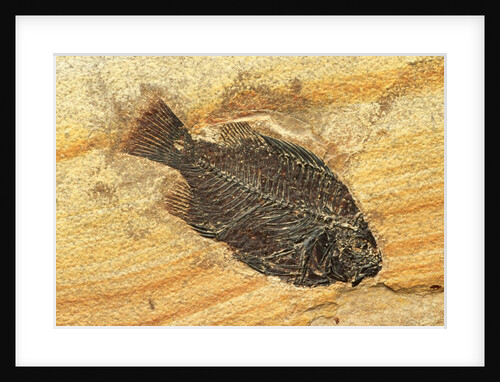 Fish Fossil by Anonymous