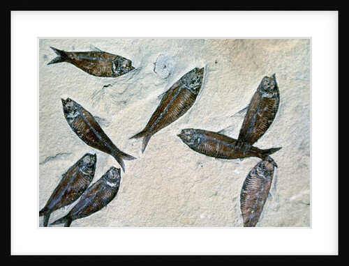 Fish Fossil by Anonymous