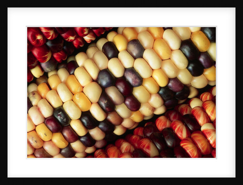 Indian Corn by Anonymous