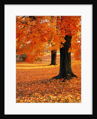Maple Trees in Autumn by Anonymous