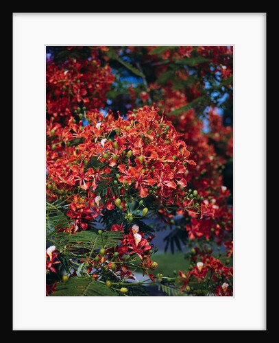 Poinciana Tree in Bloom by Anonymous