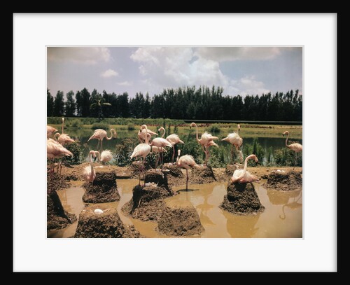 Pink Flamingos Gathering by Their Nests by Anonymous
