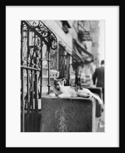 Cat Sitting Atop City Stoop by Anonymous