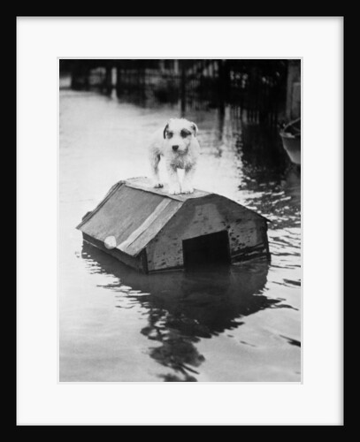 Dog Floating on Doghouse by Anonymous