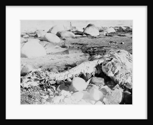 Unusual Animal Washed Ashore onto the Beach by Anonymous