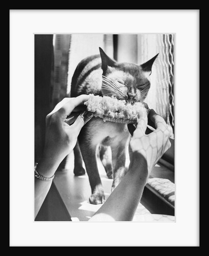 Woman's Hands Feeding Cat a Corn Cob by Anonymous