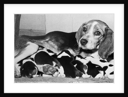 Mother and Pups Lying Together by Anonymous