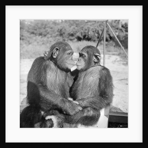 Two Chimpanzees Hugging by Anonymous