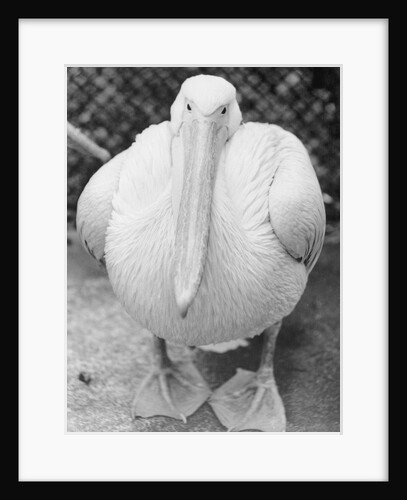 View of Pelican by Anonymous