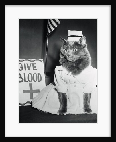 Cat Wearing Nurse Uniform by Anonymous