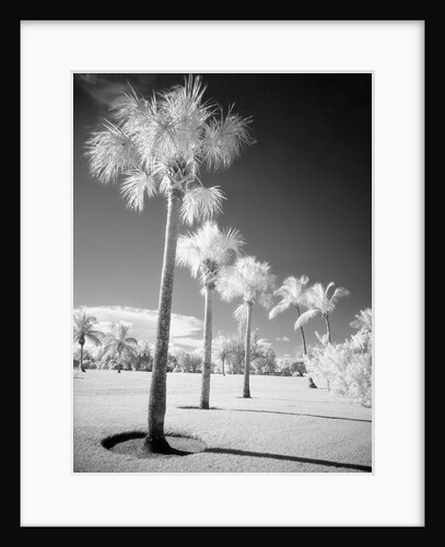 Palm Trees Appearing to Be Covered in Snow by Anonymous