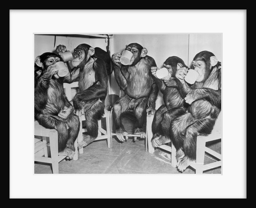 Chimpanzees Drinking Milk by Anonymous