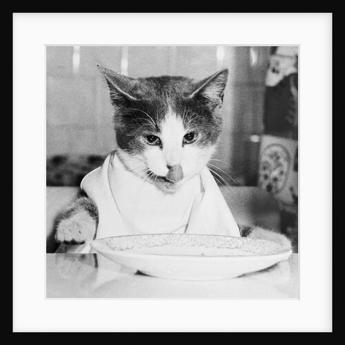 Cat Waiting to Eat by Anonymous