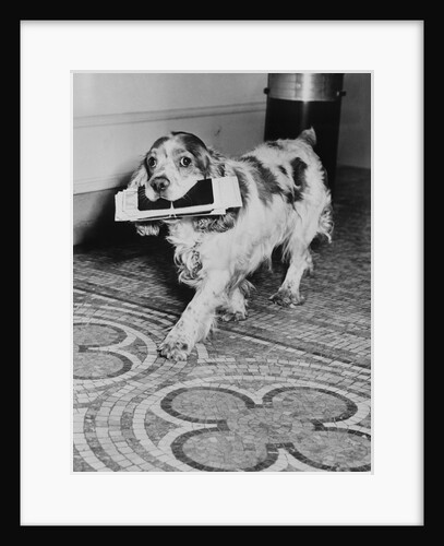 Cocker Spaniel Carrying Papers by Anonymous