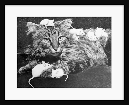 Mice Playing on a Cat by Anonymous