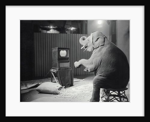 Elephant Watching Television by Anonymous