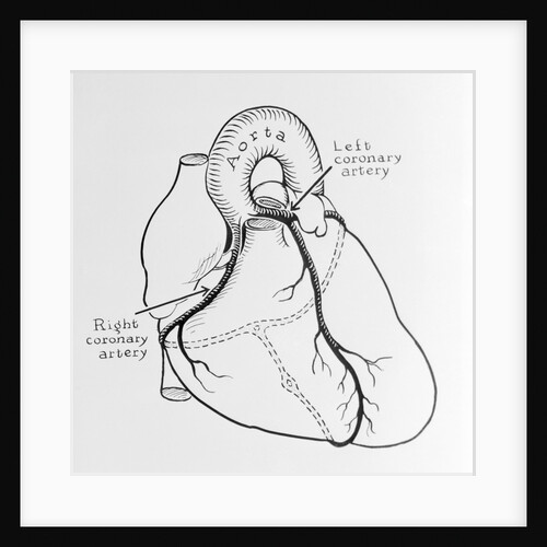 Heart Diagram by Anonymous
