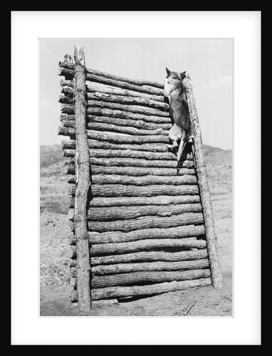 Army Sentry Dog Scales Wall by Anonymous