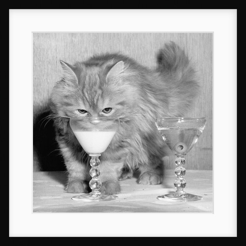 Kitten Choosing Milk over Martini by Anonymous
