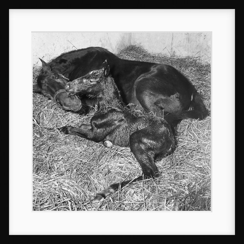 Andromeda and Foal by Anonymous