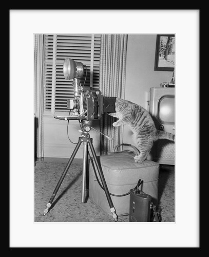 Cat Playing with Camera by Anonymous