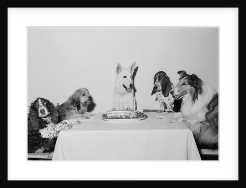 Movie Dog and Friends Celebrating Birthday by Anonymous