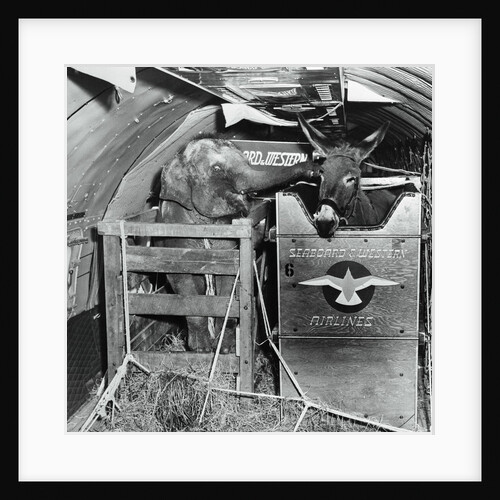 A Donkey and an Elephant by Anonymous