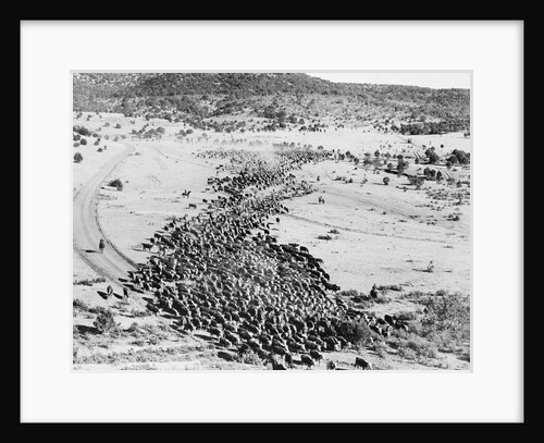 Cattle on a Cattle Drive by Anonymous