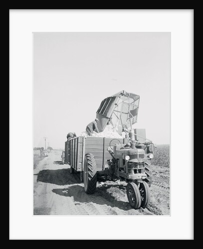 A Cotton Picker Unloading Its Contents Into a Truck by Anonymous