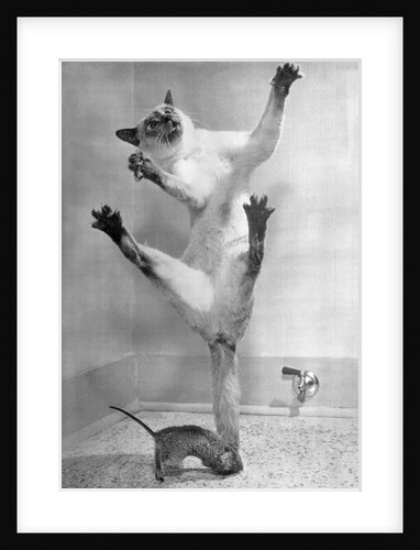 Cat Jumping Over Mouse by Anonymous