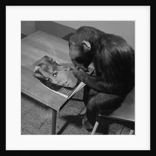 Monkey Takes a Shine by Anonymous