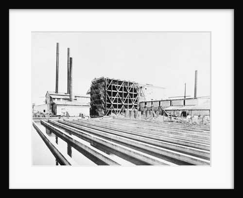 Sugar Plant by Anonymous