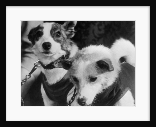 Canine Astronauts Strelka and Belka by Anonymous