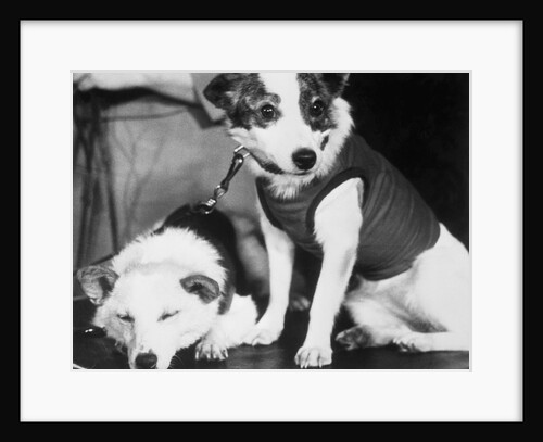 Russian Space Dogs Belka and Strelka by Anonymous