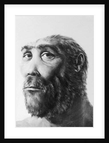 Artist's Recreation of Prehistoric Man's Head by Anonymous