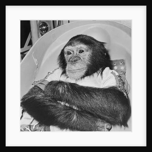 Space Travelling Monkey in Capsule by Anonymous