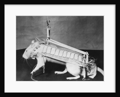 Rodent Regalia by Anonymous