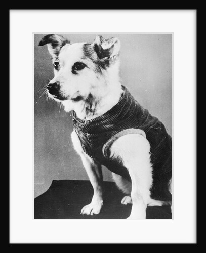 Dog Wearing Sweater by Anonymous