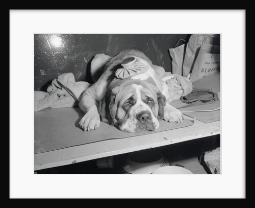 Dog Wearing an Ice Pack by Anonymous