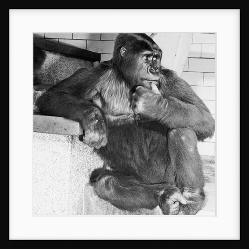 Gorilla by Anonymous
