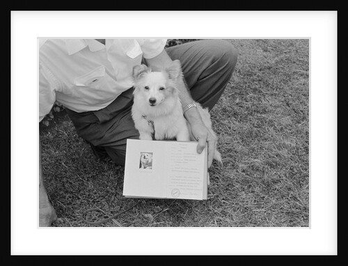 Small Puppy on Floor by Anonymous