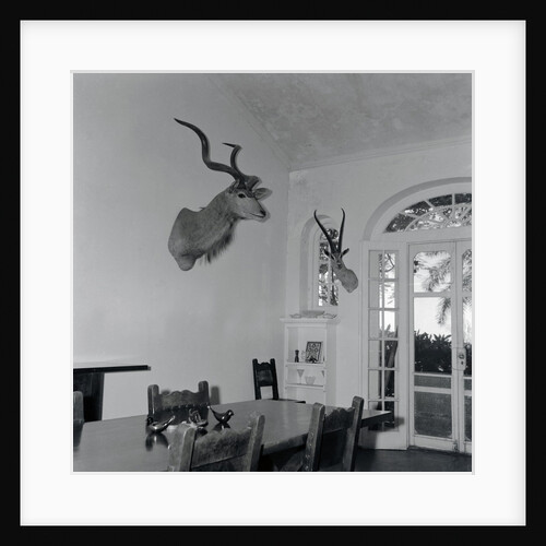 Animal Busts Hanging in Ernest Hemingway's Home by Anonymous