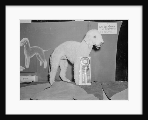 Dog Posing With Its Blue Ribbon by Anonymous