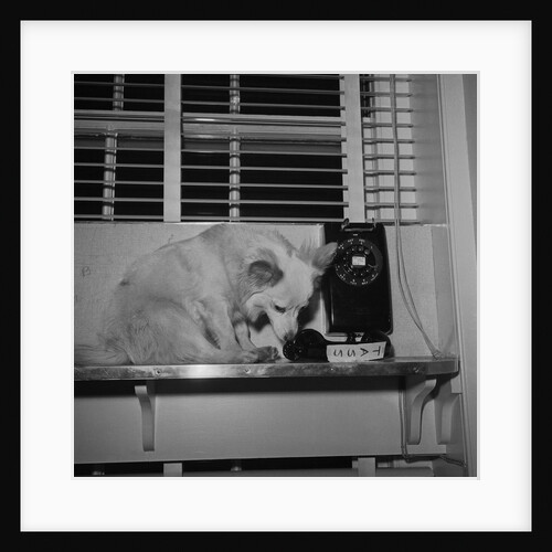 Pushinka a Pet of Caroline Kennedy by Anonymous