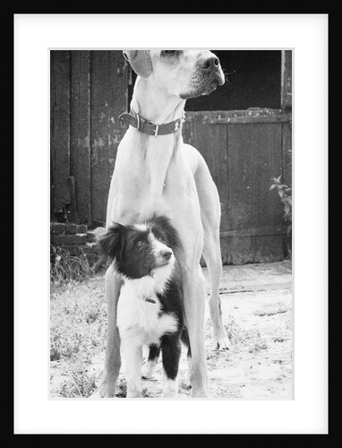 Small Dog Standing Under Great Dane by Anonymous