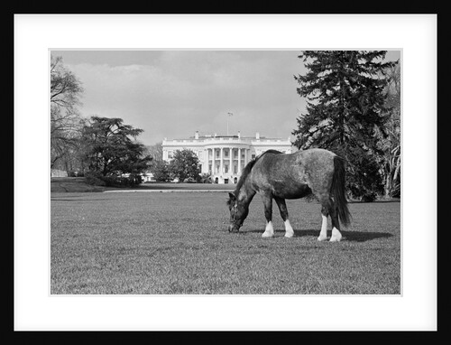 Young Horse Grazing on Grass by Anonymous