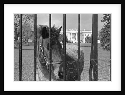 Young Horse Standing Behind Fence by Anonymous